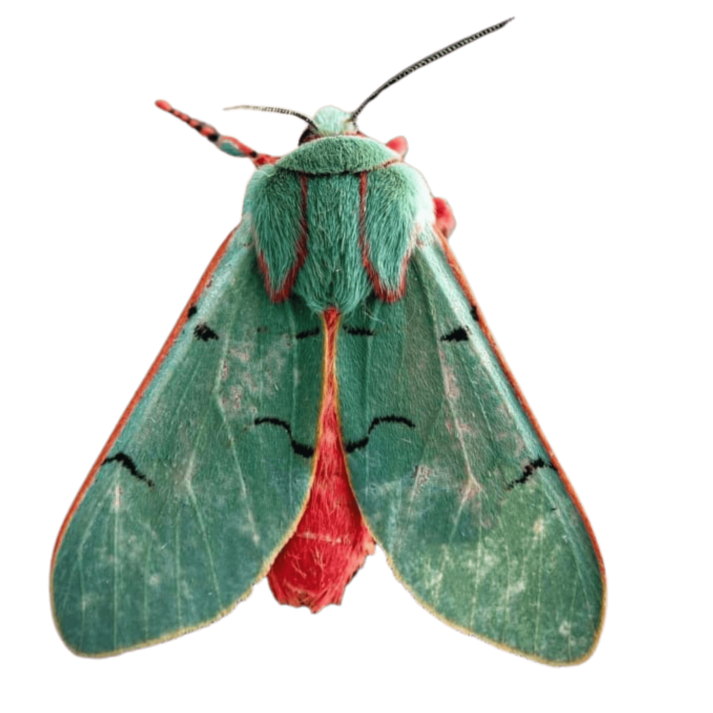 polilla color verde